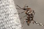 CORDIS: zwykli obywatele pomagają zwalczać globalne zagrożenie chorobami przenoszonymi przez komary